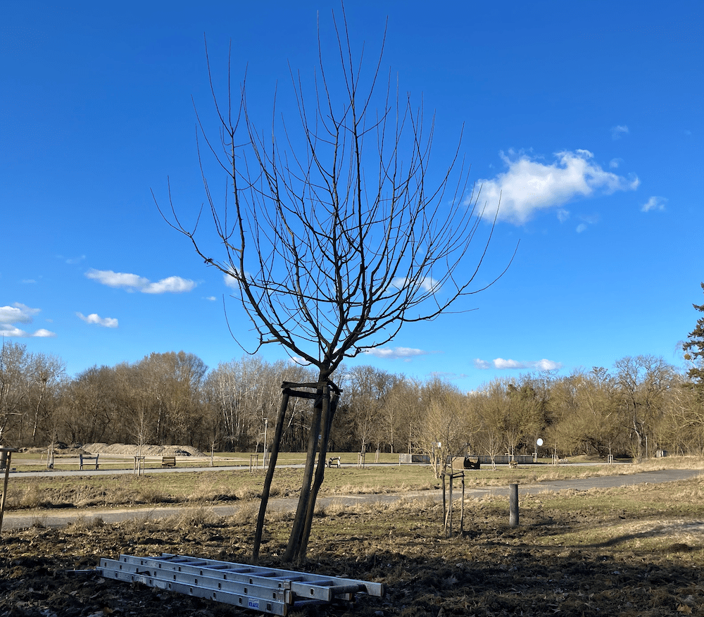 Jundbaum nach dem Schnitt